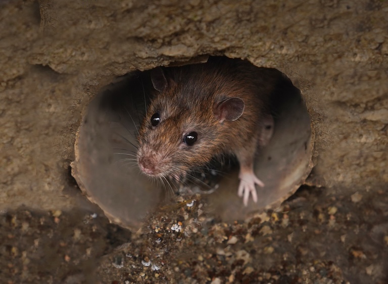 rat in a pipe
