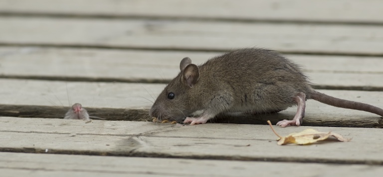 rat on deck