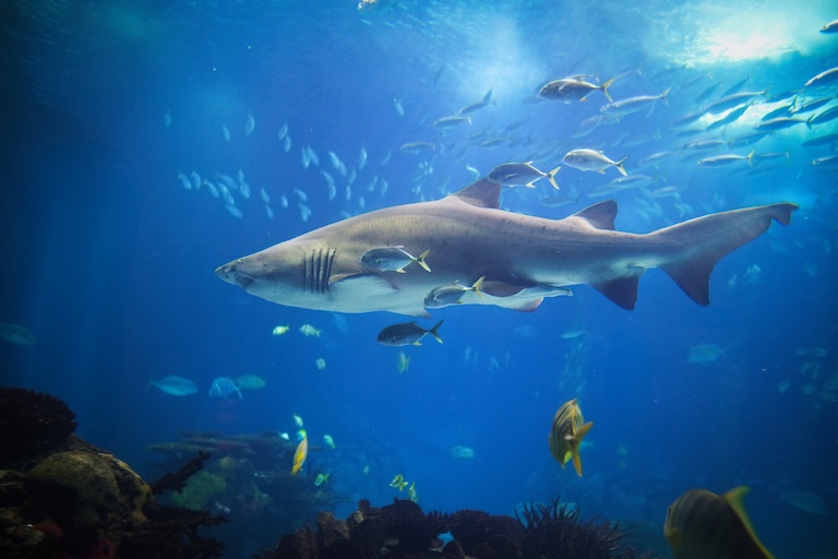 sand tiger shark swimming