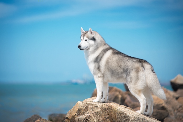 siberian husky by the sea