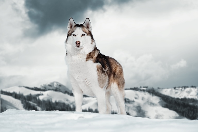 siberian husky in snow
