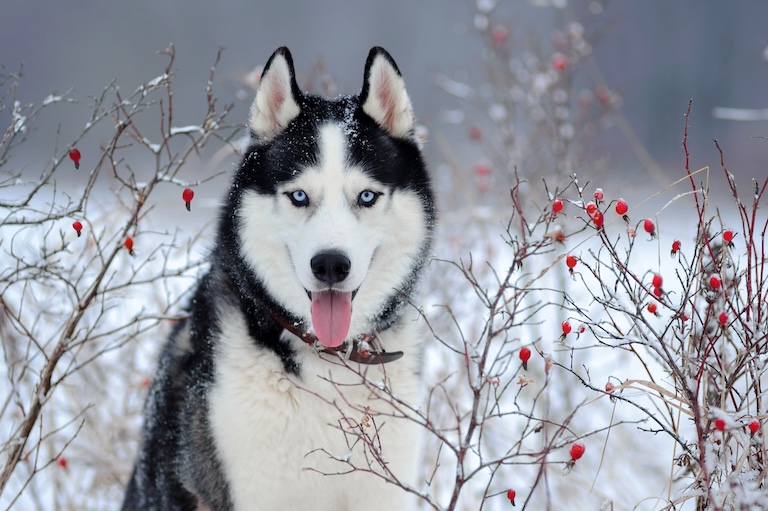siberian husky profile