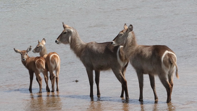 waterbucks by the water