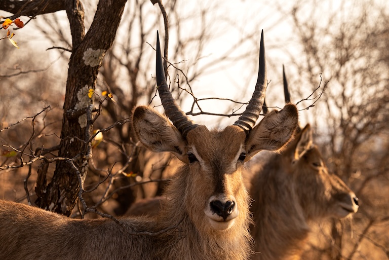 waterbuck in the savanna