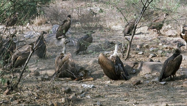 white-rumped vulture group spotted in Nepal