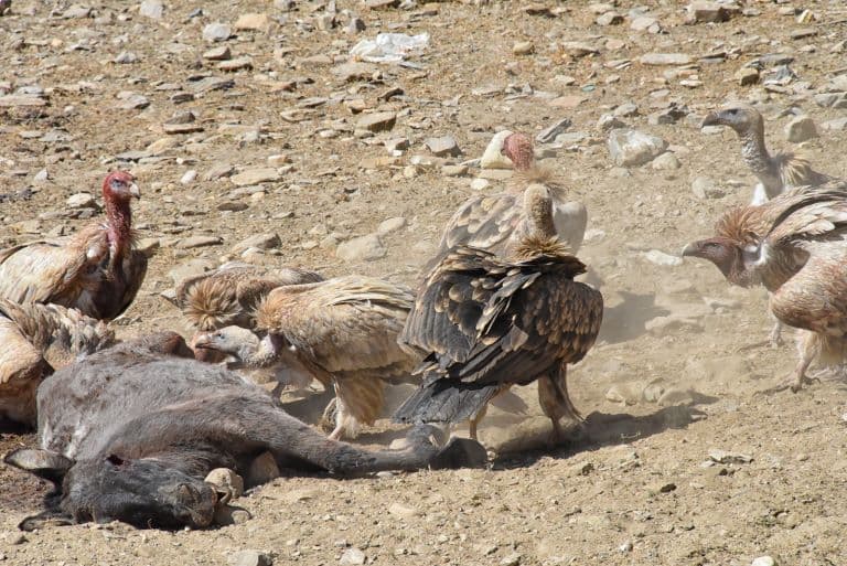 white-rumped vultures eating 