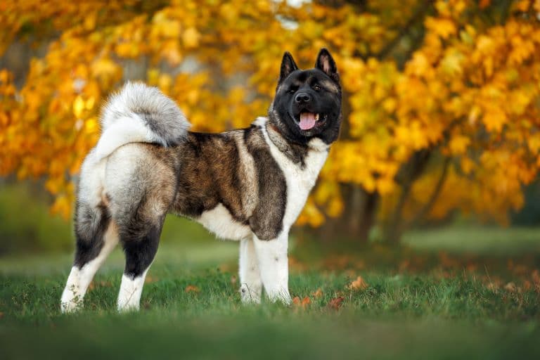 Akita near an Autumn forest