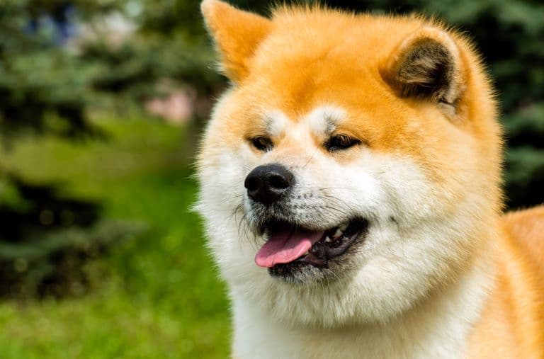 Akita profile
