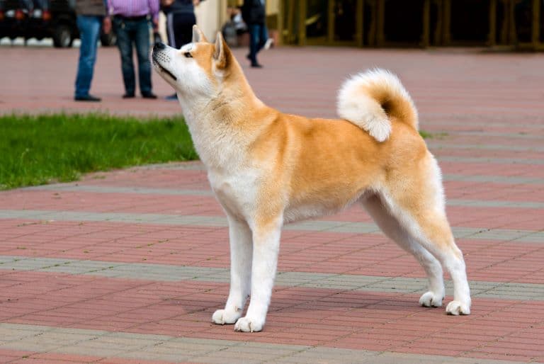Akita on the street