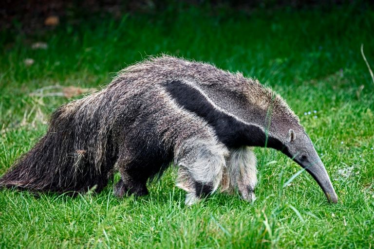 Anteater profile