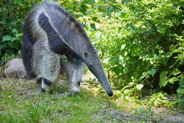 Anteater taking a walk