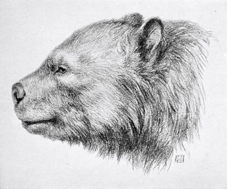Arctotherium-profile