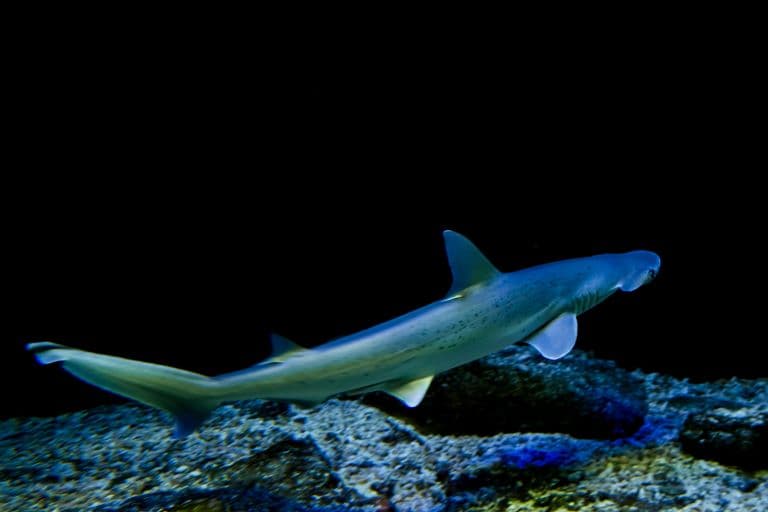 Bonnethead Shark swimming in the ocean bottom