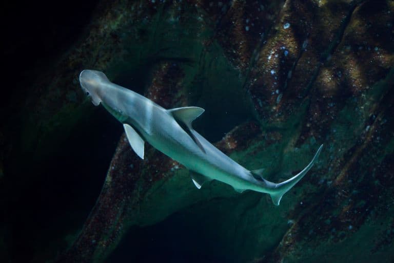 Bonnethead Shark swimming 