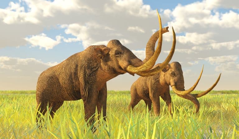 Columbian Mammoths feeding in a grassy plain