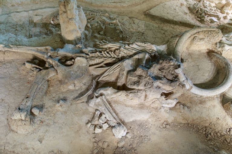 Columbian Mammoth fossil