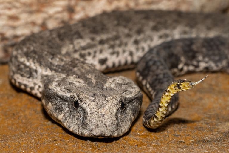 Common Death Adder profile