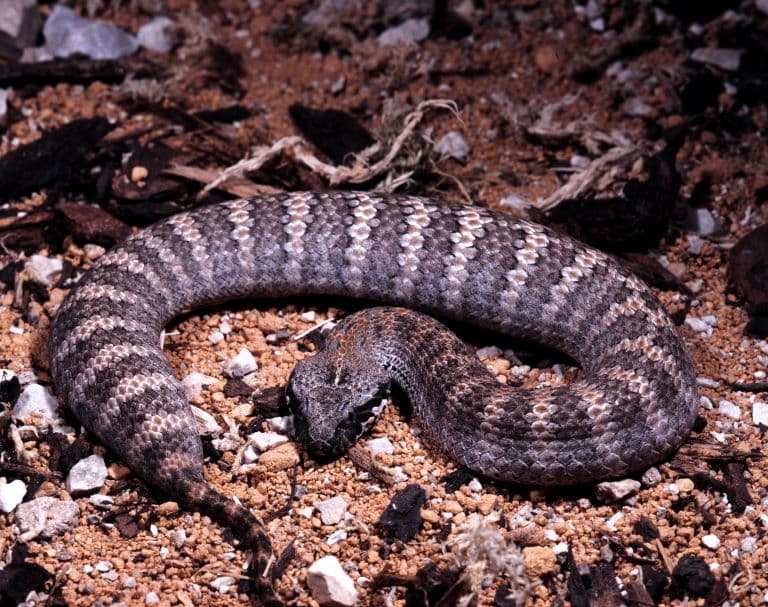 Common Death Adder resting on the ground