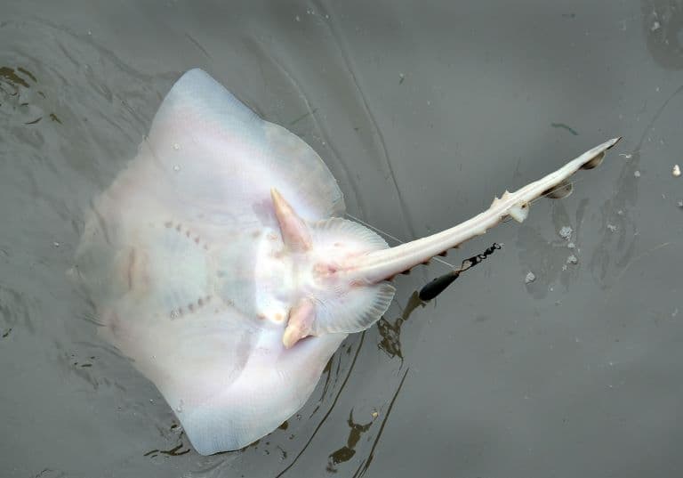 Common Skate in the sand