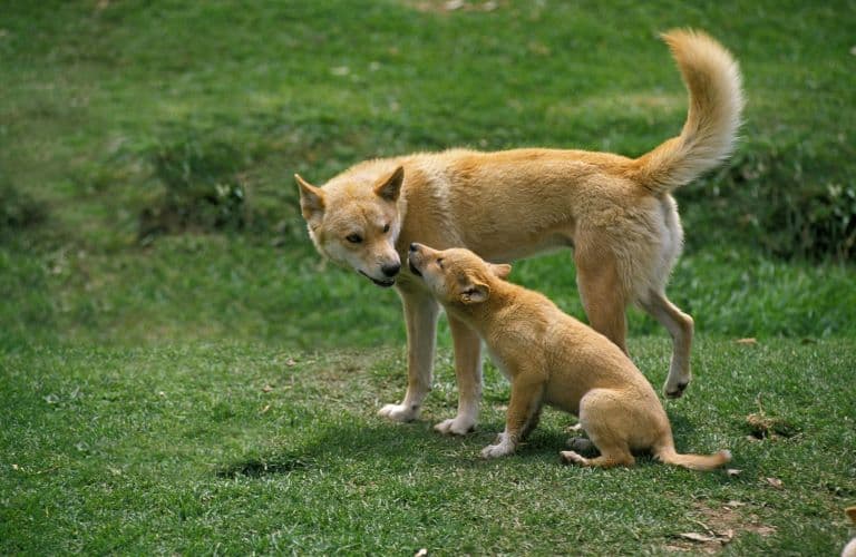 Dingo mother and young one