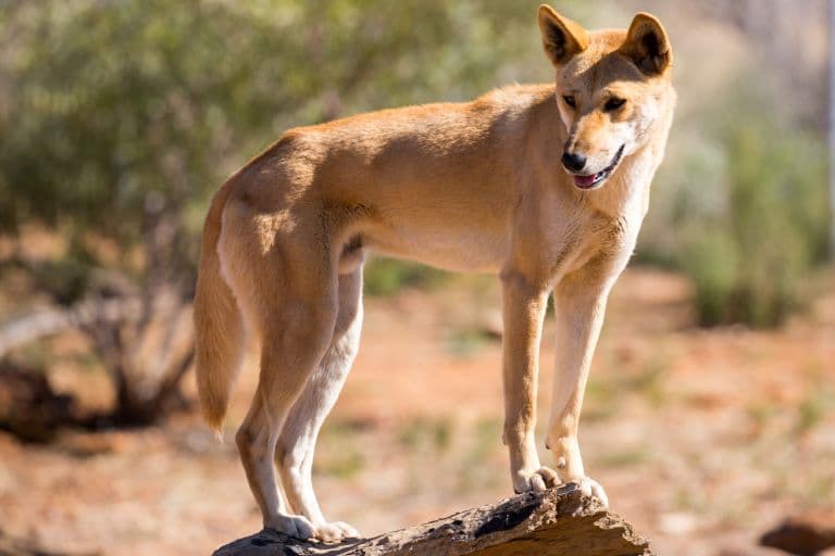 Dingo profile
