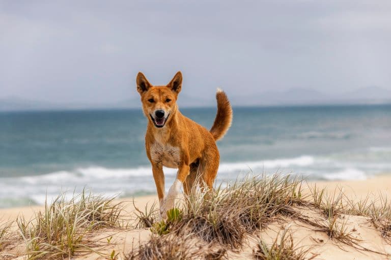 Dingo at the sea shore
