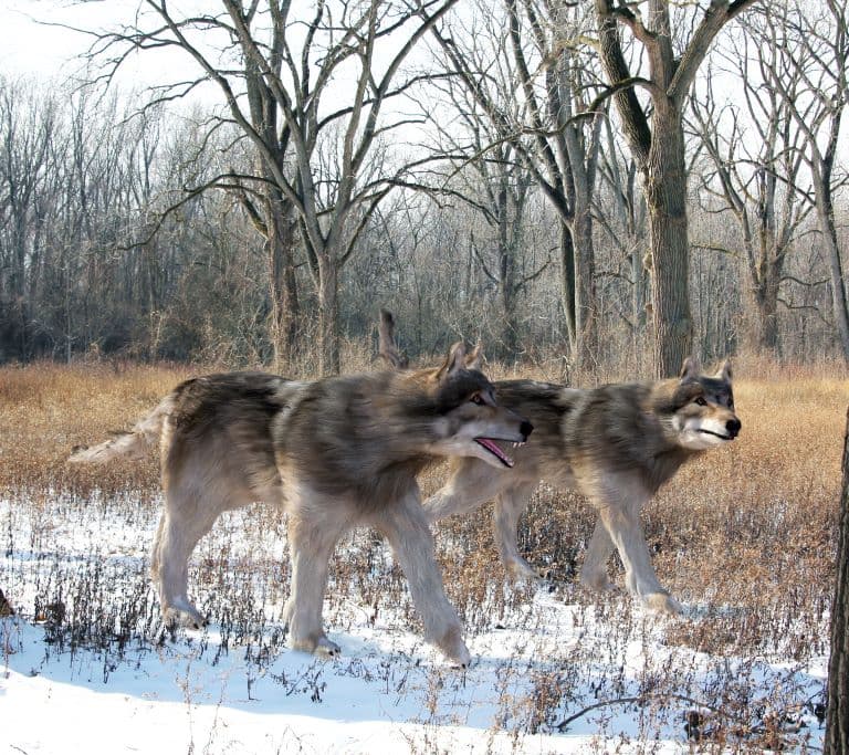Two Dire Wolves hunting in the forest
