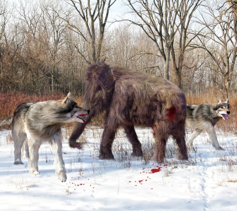 Dire Wolves hunting down a mammoth