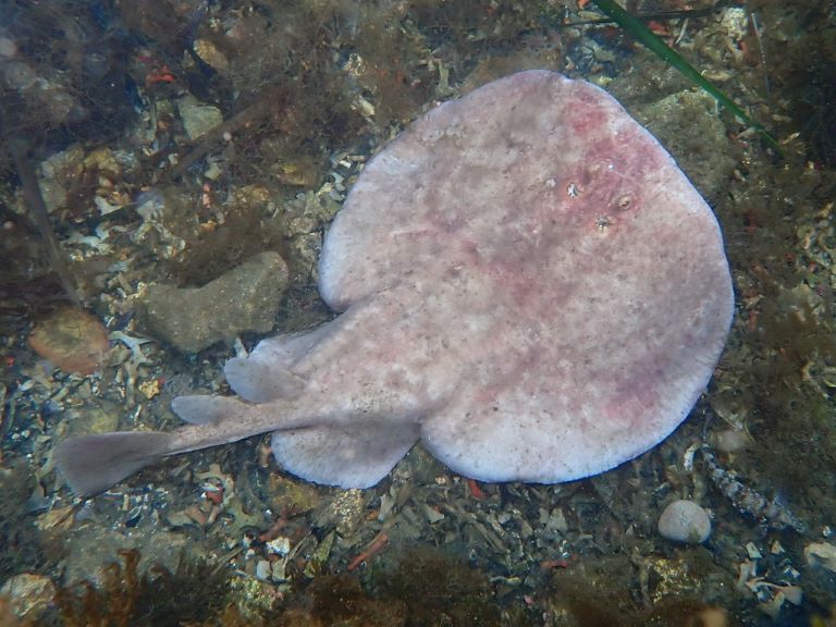 Electric Ray at the ocean bottom