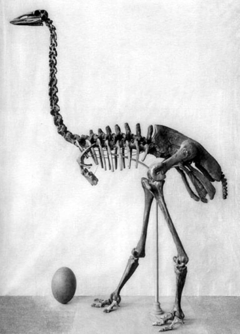 Elephant bird fossil