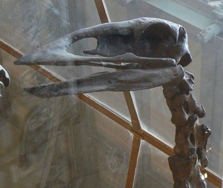 Elephant bird profile