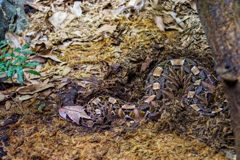 Gaboon Viper camouflaged in the dry grass