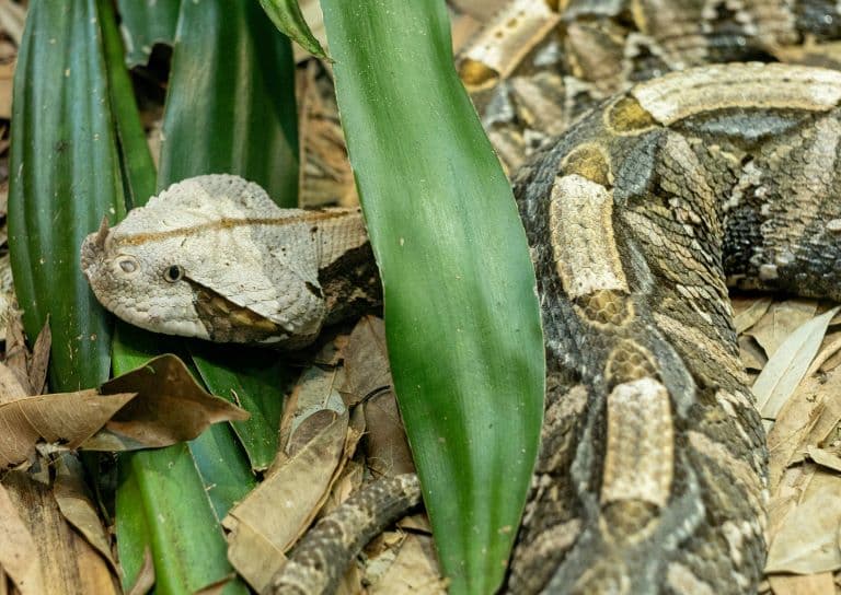 Gaboon Viper hiding in the bush