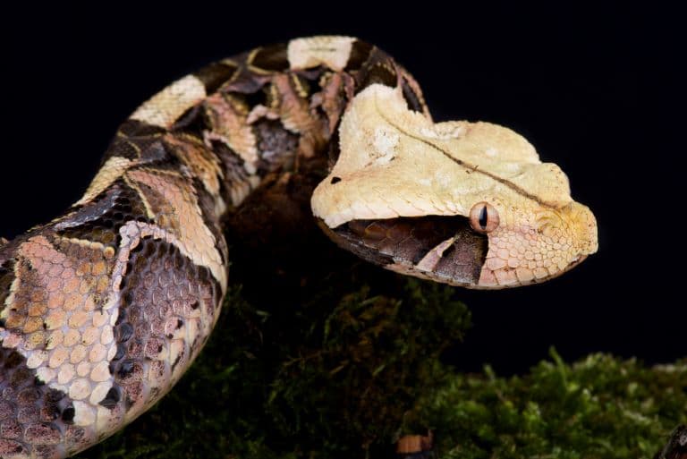 Gaboon Viper profile