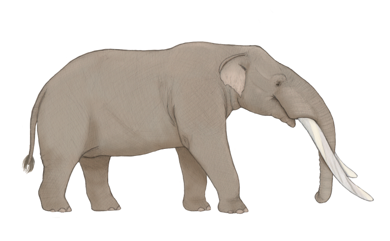 Gomphotheres drawing