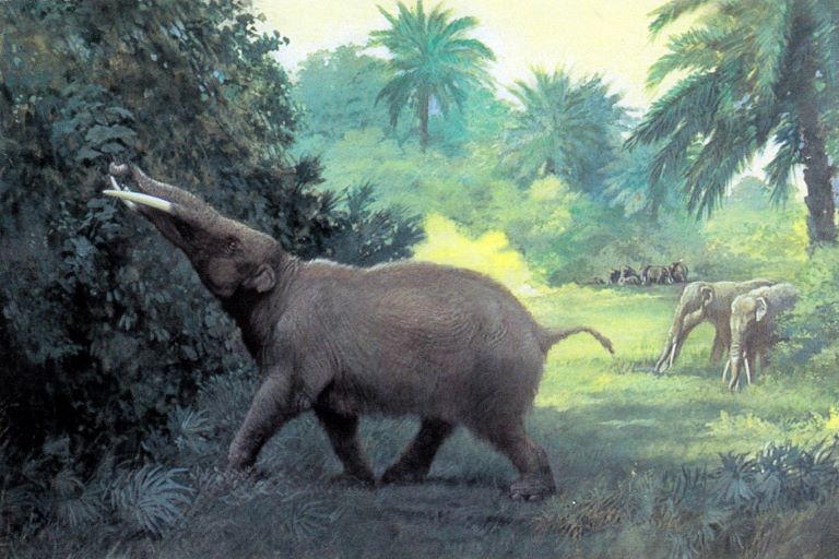 Gomphotheres profile