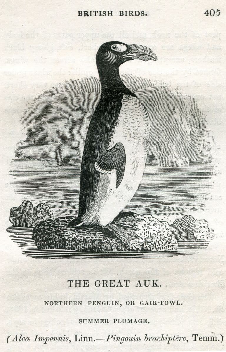 Great Auk profile