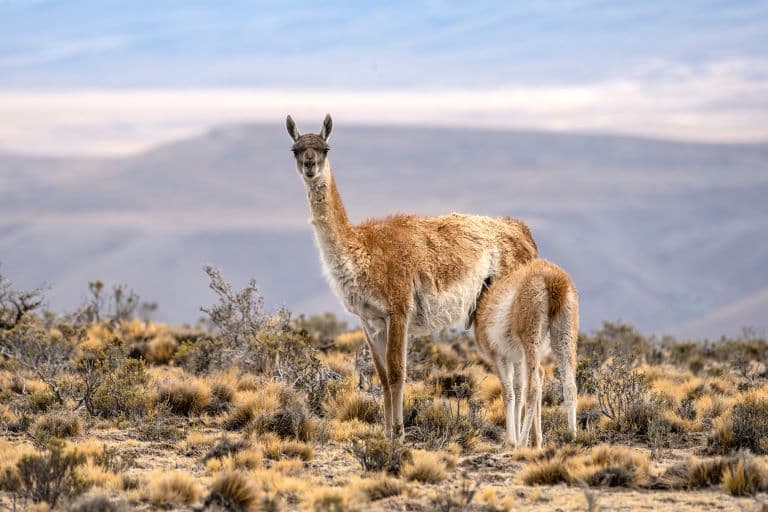 Guanaco feeding young one