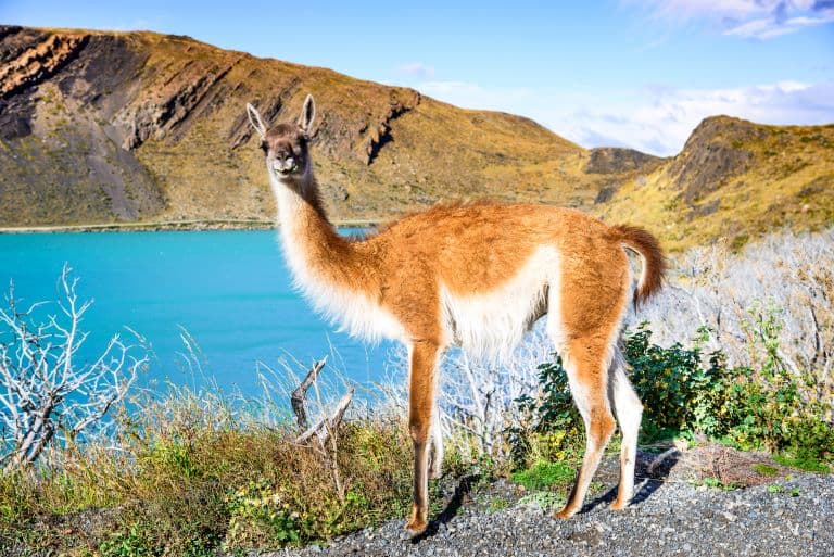 Guanaco profile view