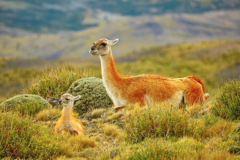 Guanaco resting with it's young one