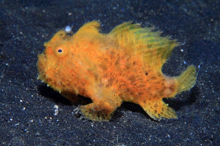 Hairy Frogfish at the sea bottom