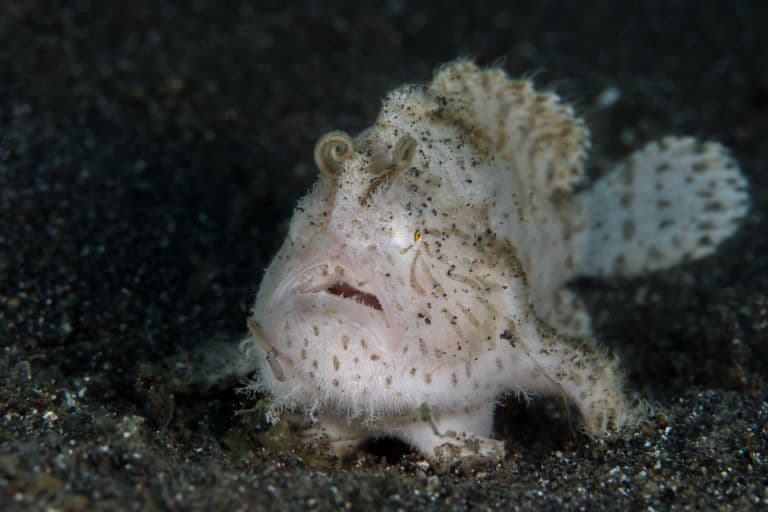 Hairy Frogfish in a hunting position