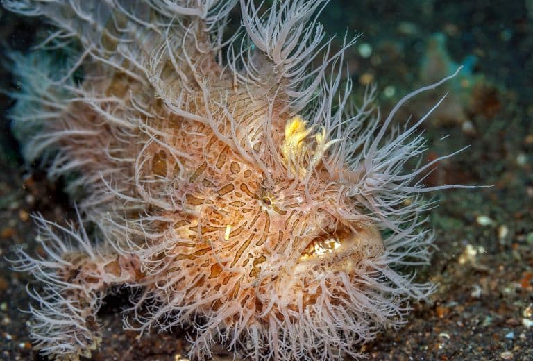 Hairy Frogfish profile