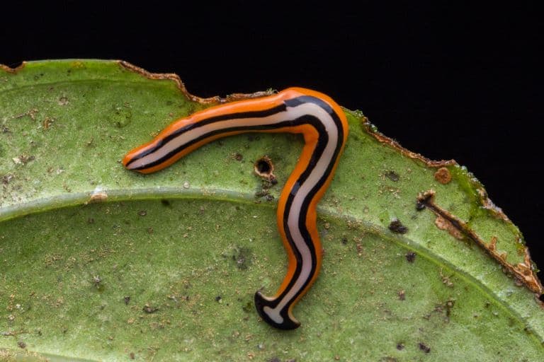 Hammerhead worm on a leaf
