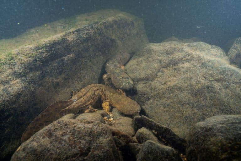 Hellbender camouflage