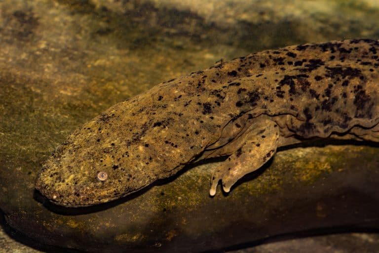 Hellbender Salmander profile