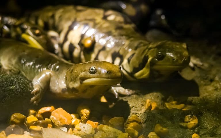 Hellbender Salamander crawling on the rocks