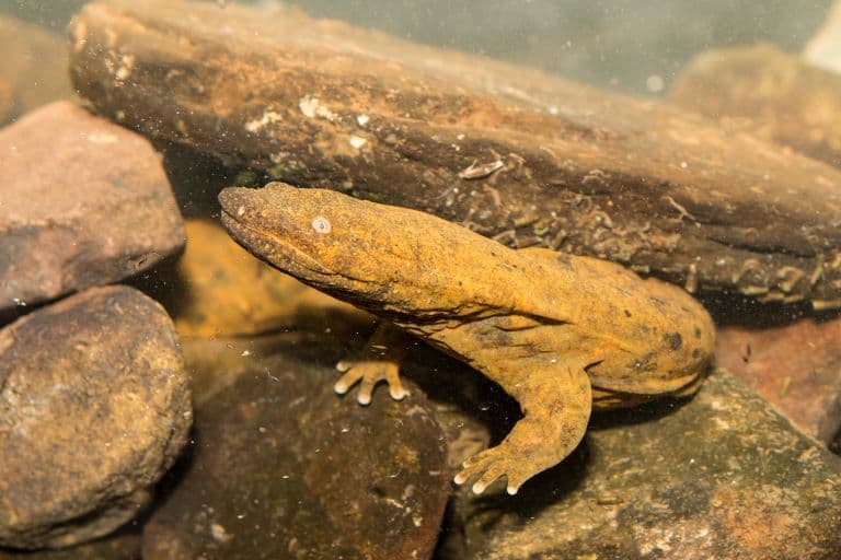 Hellbender Salamander on the ocean bottom