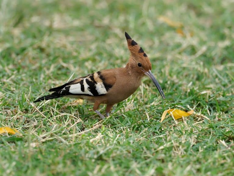 Hoopoe in the grass