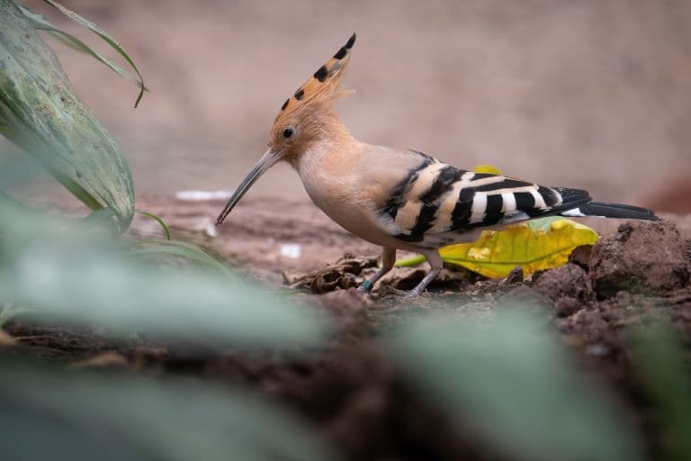 Hoopoe feeding on the ground